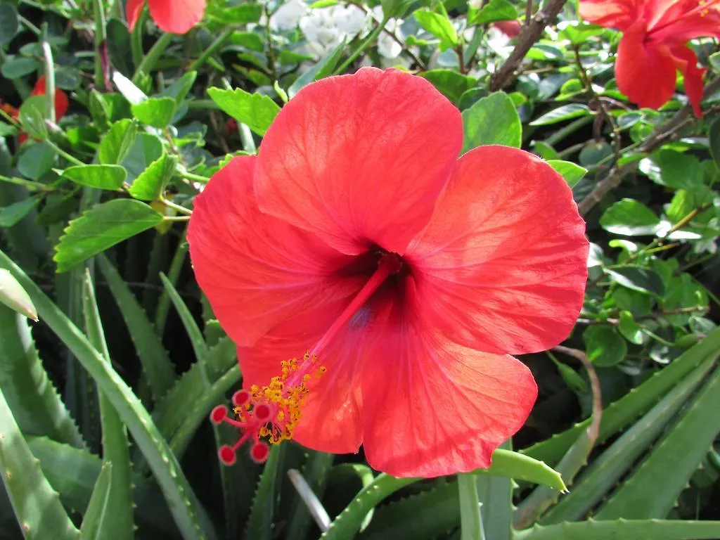 Apartamentos El Capricho Maspalomas  Maspalomas (Gran Canaria)