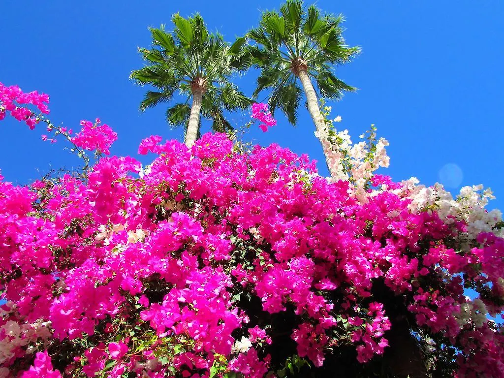 Apartamentos El Capricho Maspalomas  Apartment